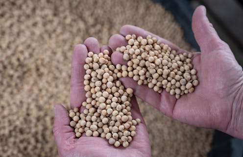 What is bioengineered food? An agriculture expert explains