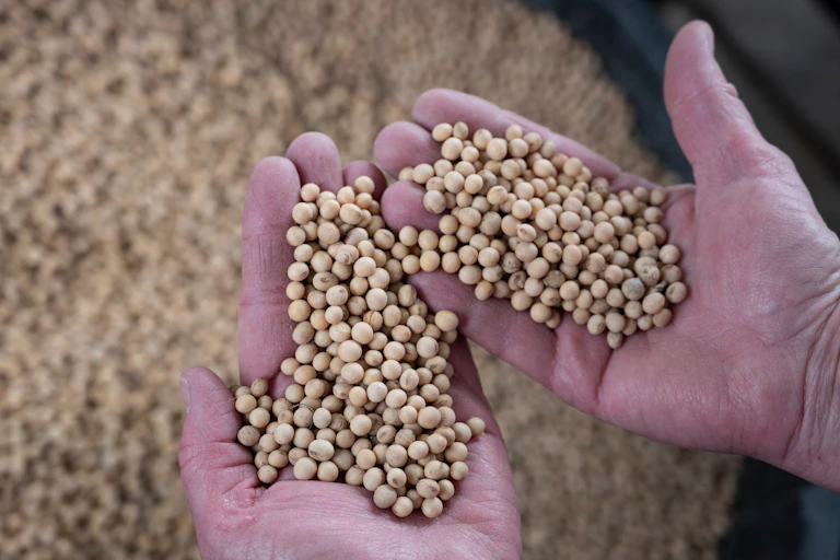 Farmer's hands filled with soybeans