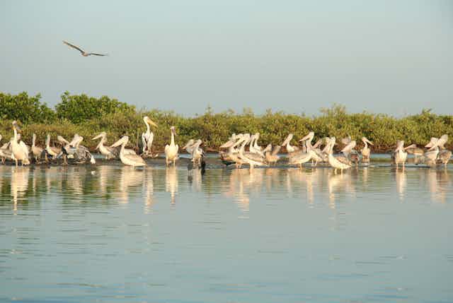 A groups of pelicans in the water. 
