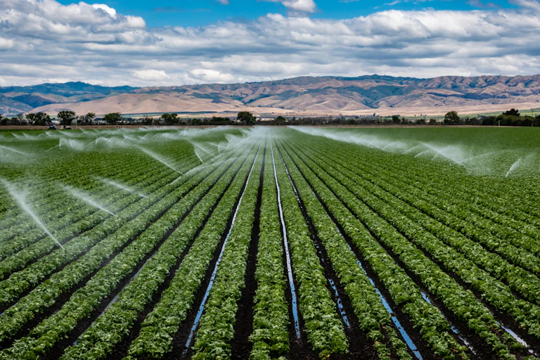 Rows of crops being irrigated, dry hills in the background.