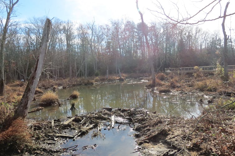 Curved dam in a marsh, made of wood, grass and mud