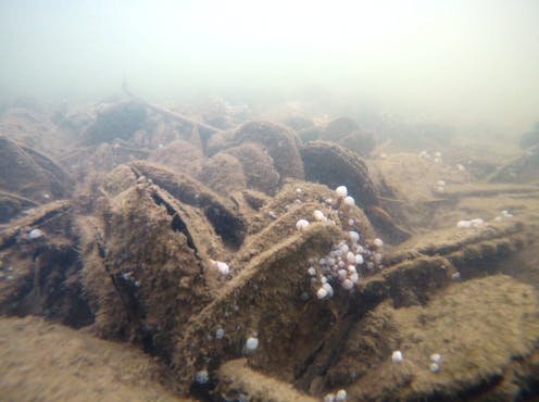 the unsung heroes of estuaries are disappearing, and we know almost nothing about them