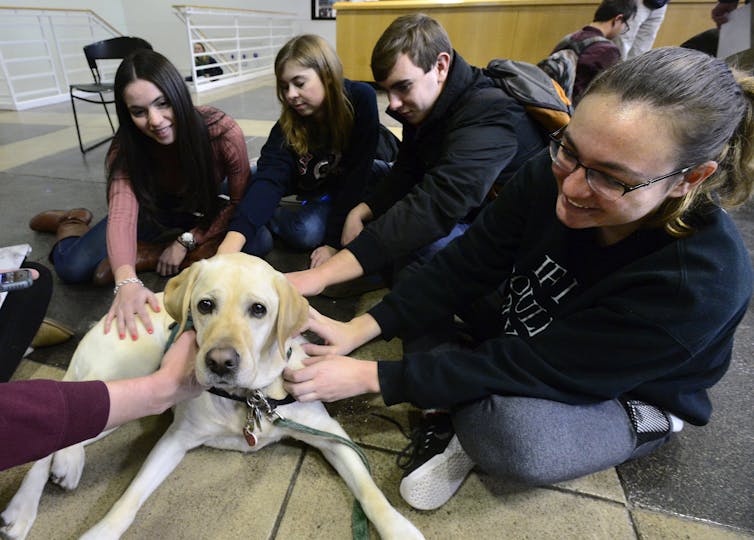 A group of college students play with a dog.