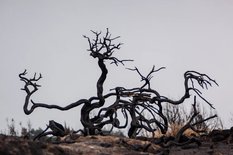 árbol quemado