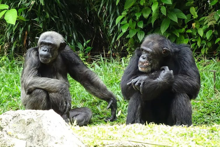Imagen de unos chimpancés.