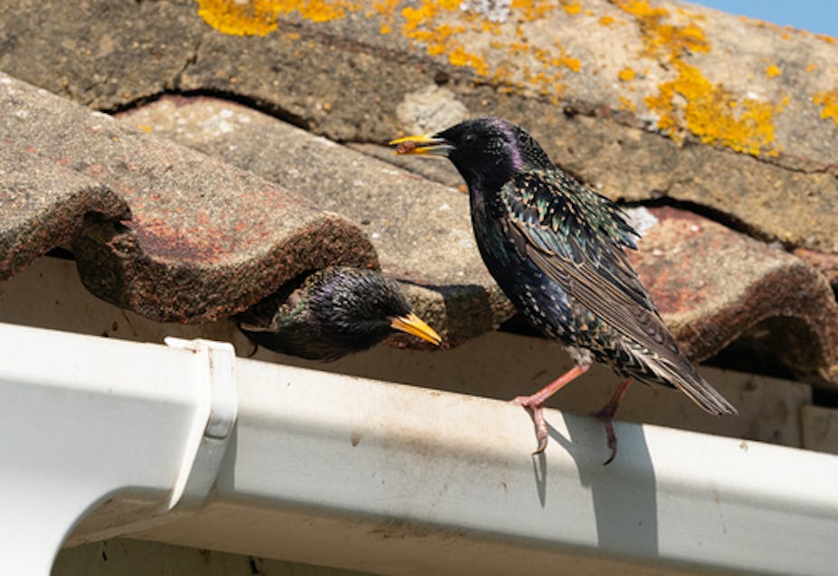 Starlings on a roof.