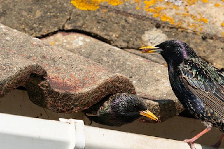 Starlings on a roof.