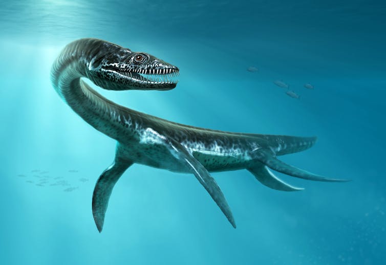 3D rendering of a plesiosaur.
