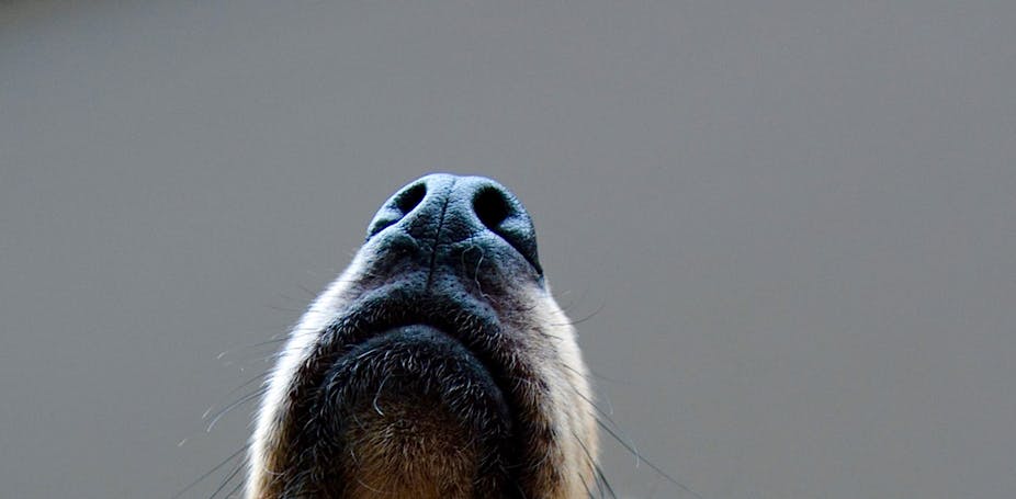 Close-up of a dog's upturned nose.