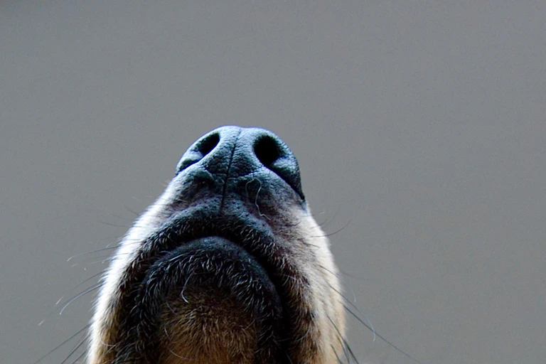 Close-up of a dog's upturned nose.