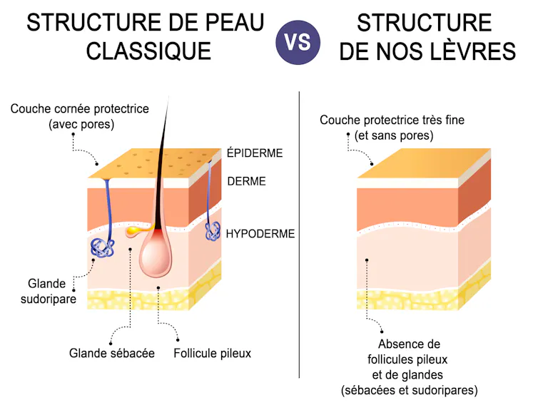 Coupe des tissus biologiques de la peau et des lèvres