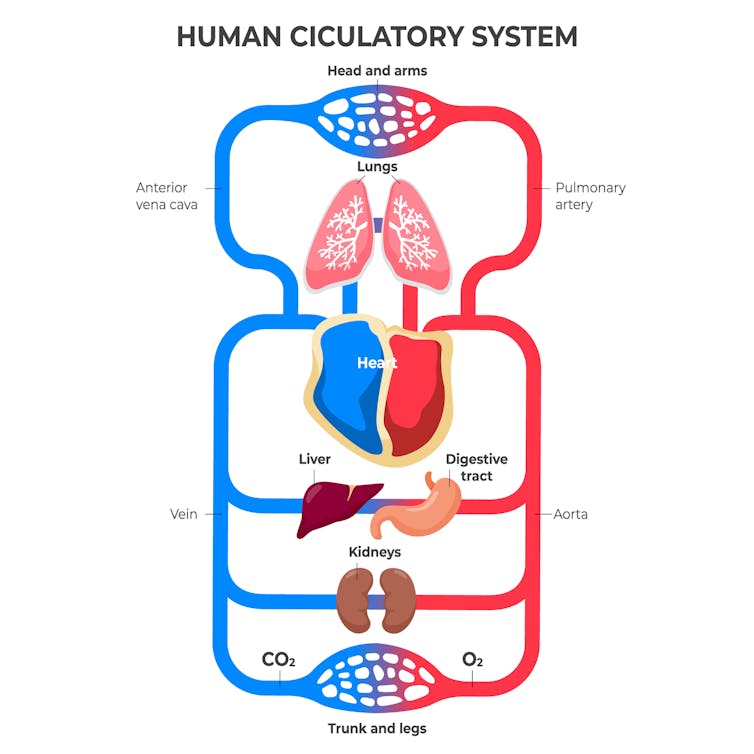 Diagram of human circulatory system