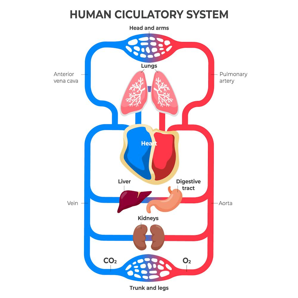 Why do we bleed? A hematologist explains how the body prevents blood ... Biology Diagrams