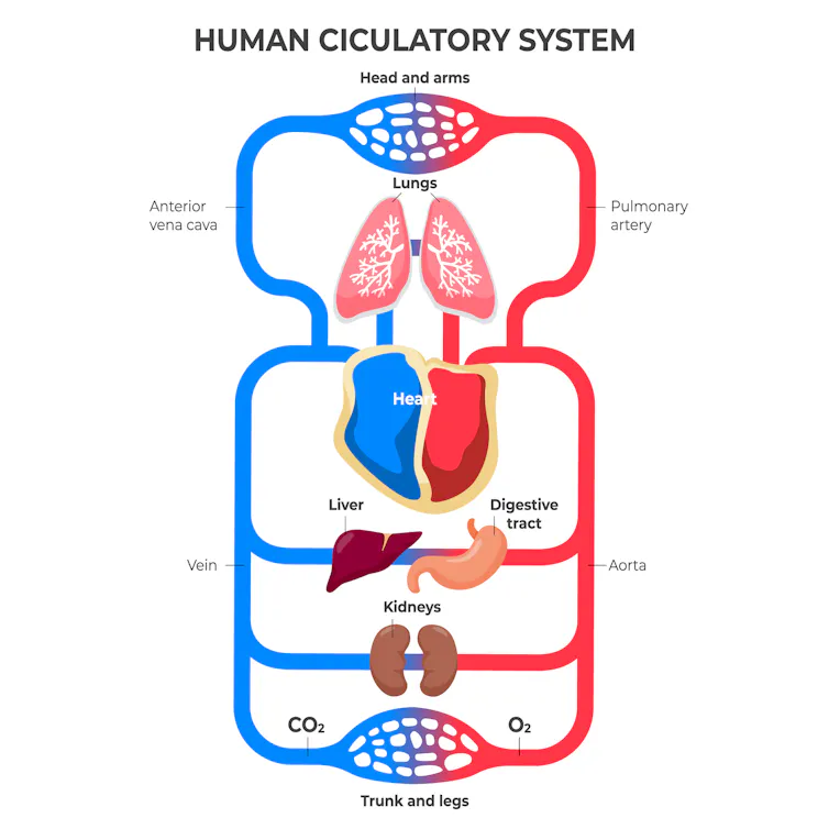 Diagram of human circulatory system