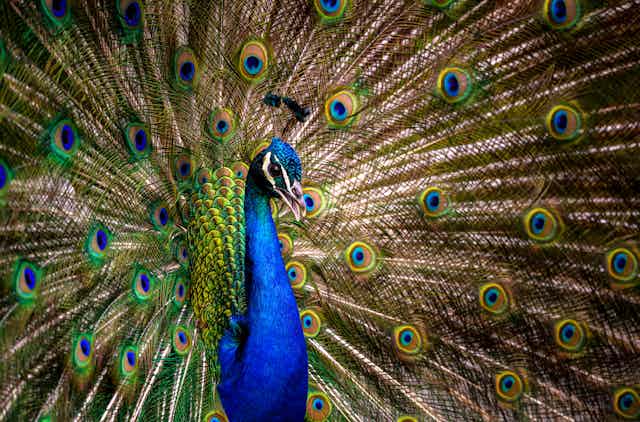 Image of a peacock.