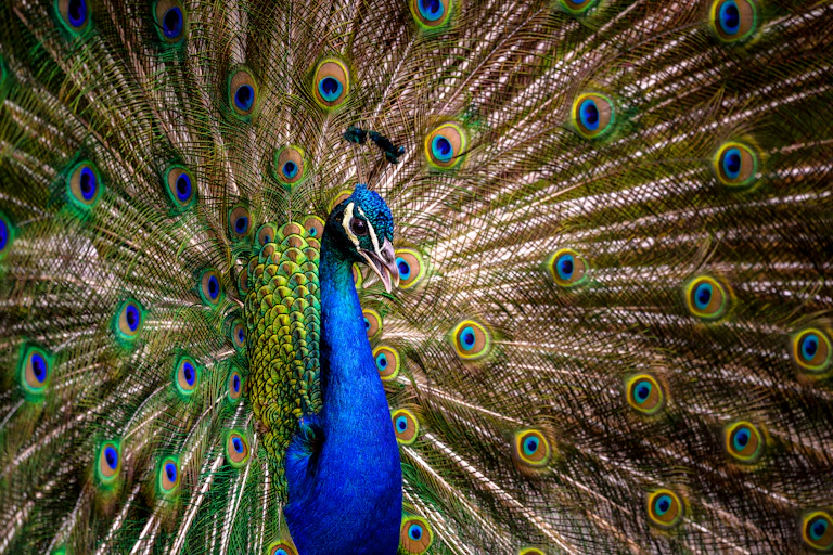 Image of a peacock.
