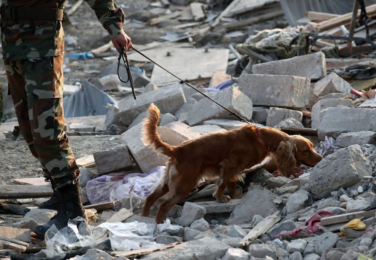 A rescue worker with a service dog goes through the ruins of a residential house to search for survivors