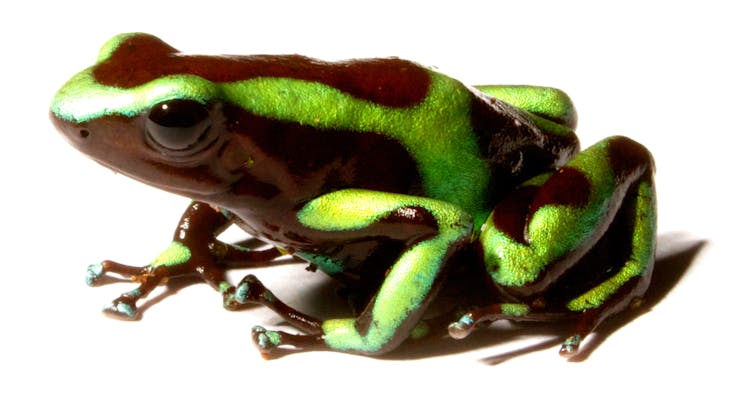 Image of a poison dart frog.