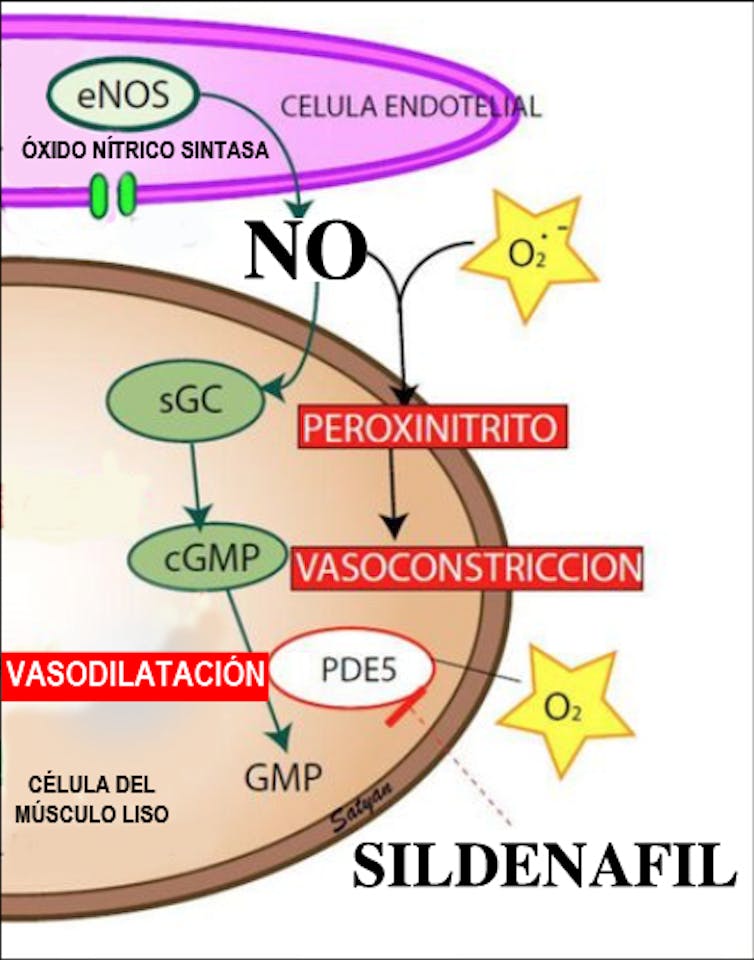 ¿Viagra para la covid-19? Así funciona el reposicionamiento de los medicamentos 6 file 20220120 17 sgk6j.jpg?ixlib=rb 1.1