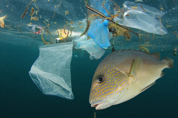 A large tropical fish swims among plastic waste.