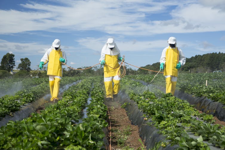 Three workers in protective suits spray pesticides onto rows of strawberries.