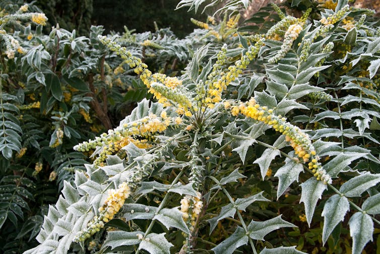 Yellow Mahonia on a frosty morning.