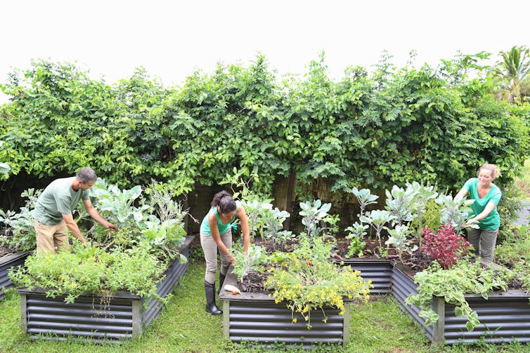 Three people in wellington boots work on raised beds in a garden.