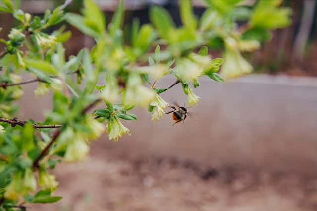 A bumblebee visits a blooming honeysuckle plant.