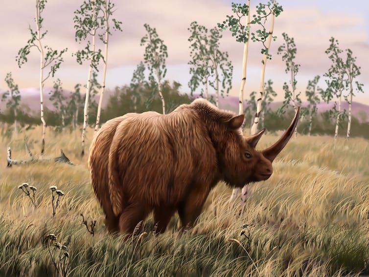 illustration of a woolly rhinoceros