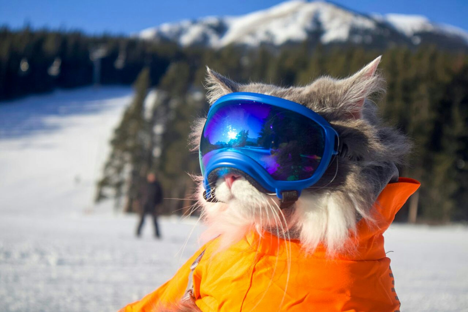 Un chat portant des lunettes de ski