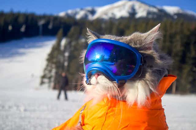 Un chat portant des lunettes de ski