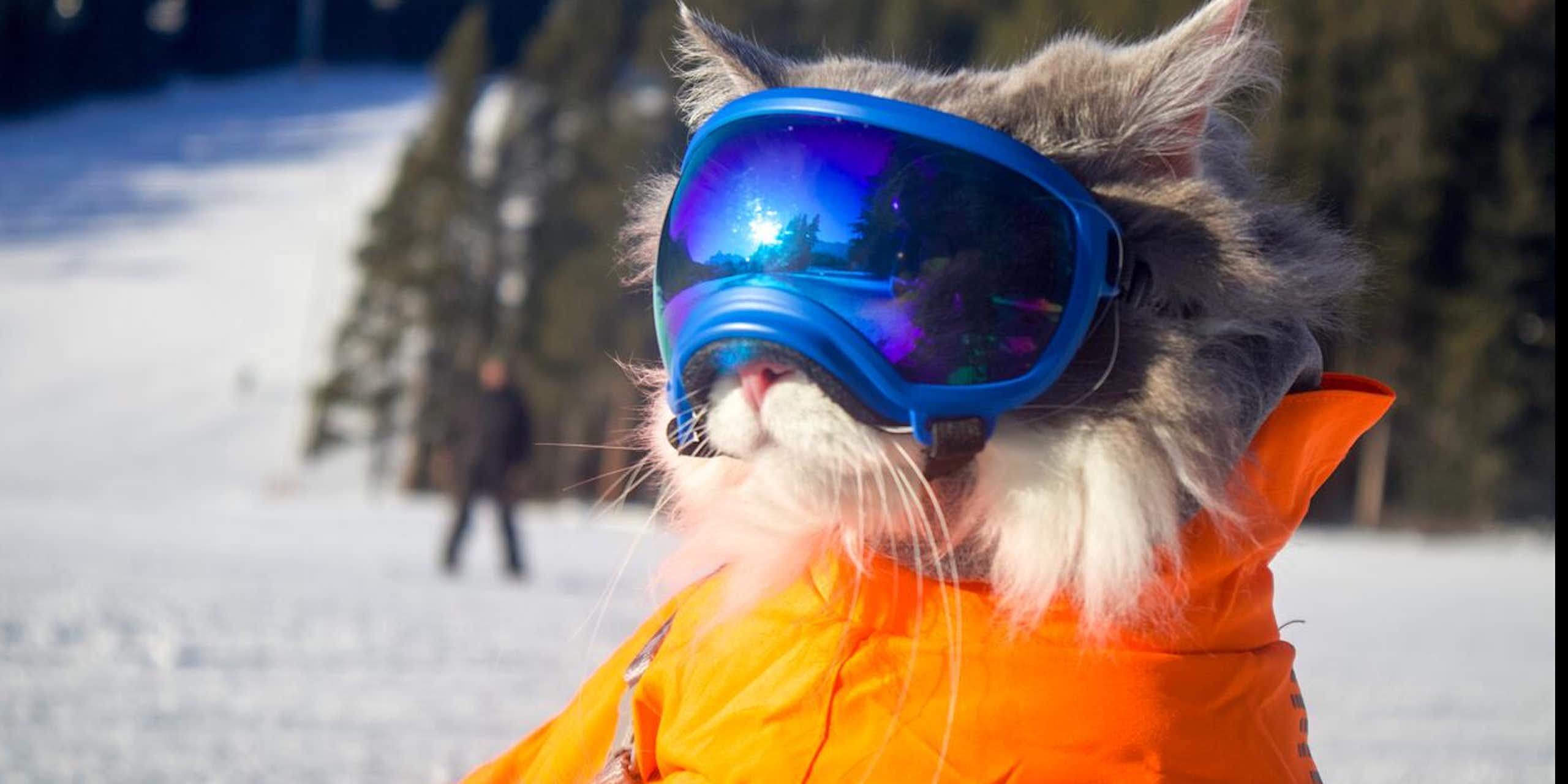 Un chat portant des lunettes de ski