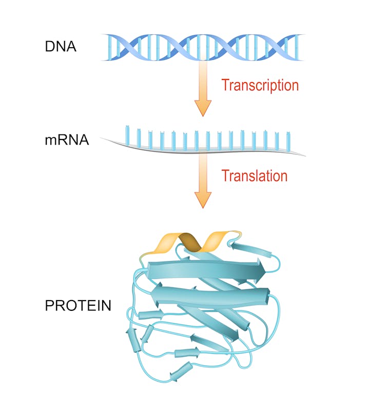 A diagram showing DNA turning into mRNA which turns into proteins.