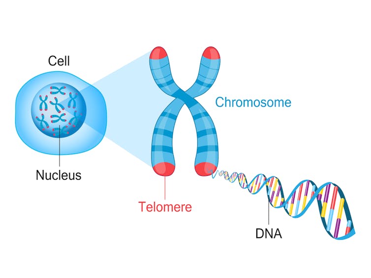 Grafico che mostra i telomeri.
