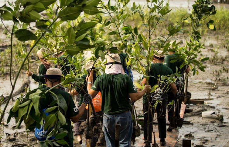 Volunteers carrying mangrove tree saplings in Malaysia.