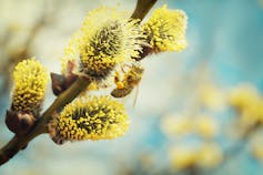 A bee on a willow flower