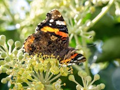 Ivy in bloom with a red admiral.