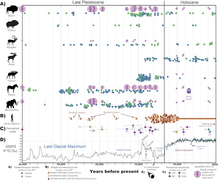 Synthesis of genetic and fossil evidence