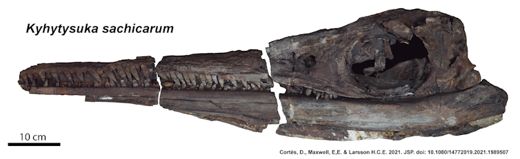 photograph of an ichthyosaur skull