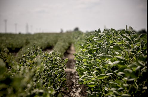 The herbicide dicamba was supposed to solve farmers' weed problems – instead, it's making farming harder for many of them