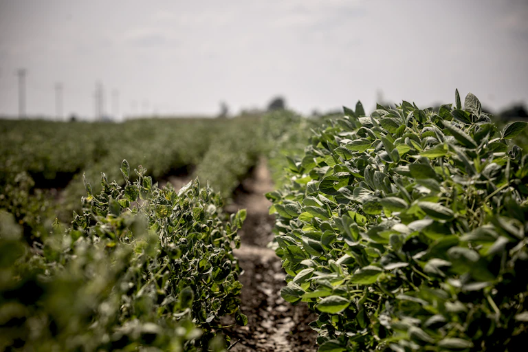 Rows of soybean plants with and without dicamba damage