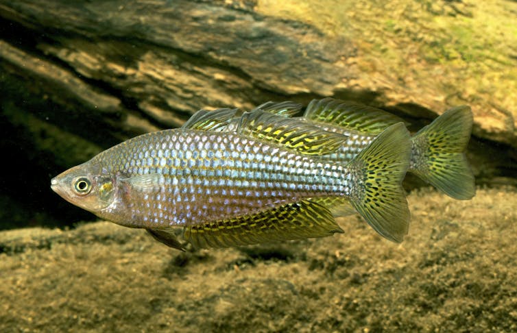 Desert rainbowfish