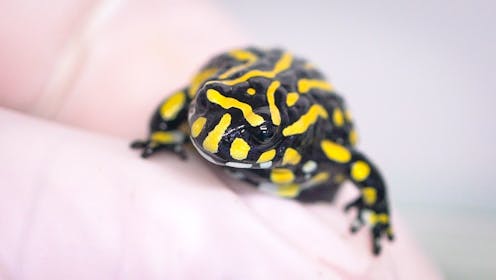 Some endangered species can no longer survive in the wild. So should we alter their genes?