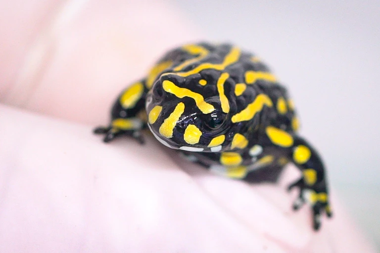 southern corroboree frog