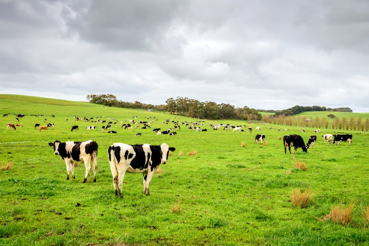 karvės žaliame lauke