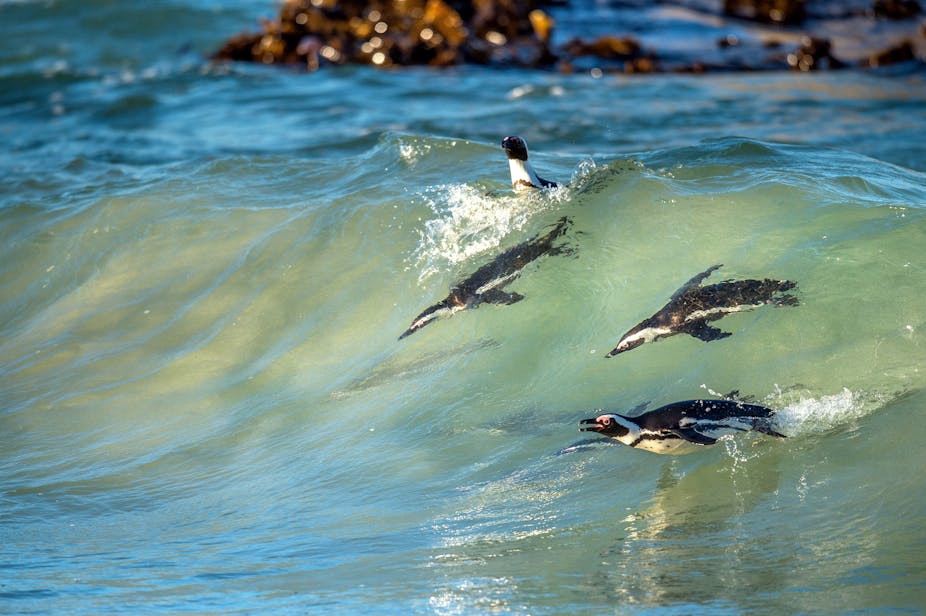 Three penguins are swimming in the ocean while a fourth pops its head above the blue-green water.