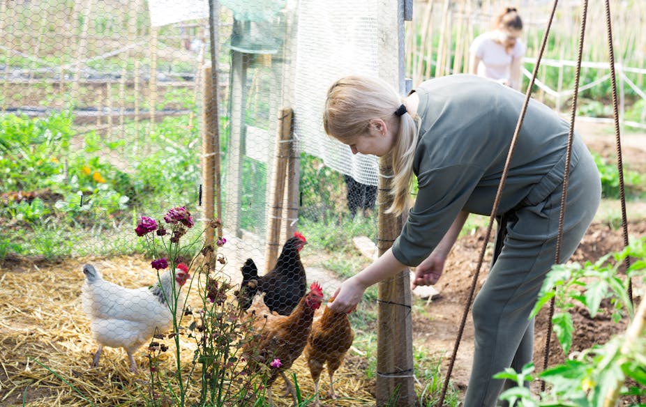 Older woman bends over to pet her chickens.
