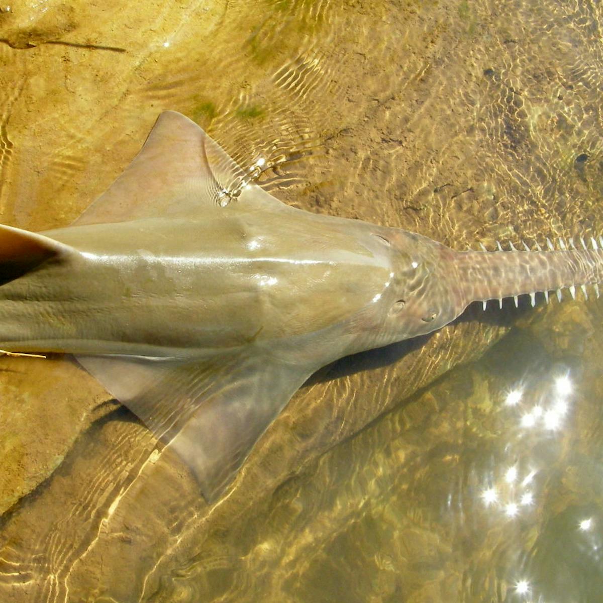 Australian endangered species: Largetooth Sawfish