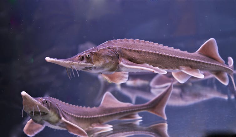 The Siberian sturgeon (Acipenser baerii).