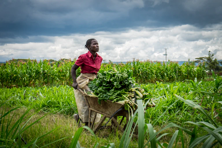 woman using wheelbarrow to transport spinach